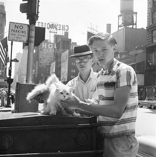 1959: Winged Cat